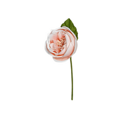Ranuncolo con foglia Rosa cm 5 pz12 a cf.